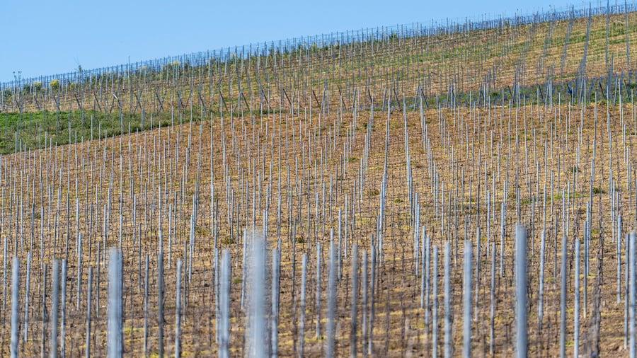 Neue und alte Weinreben: Robuste Rebsorten legen auf niedrigem Niveau zu