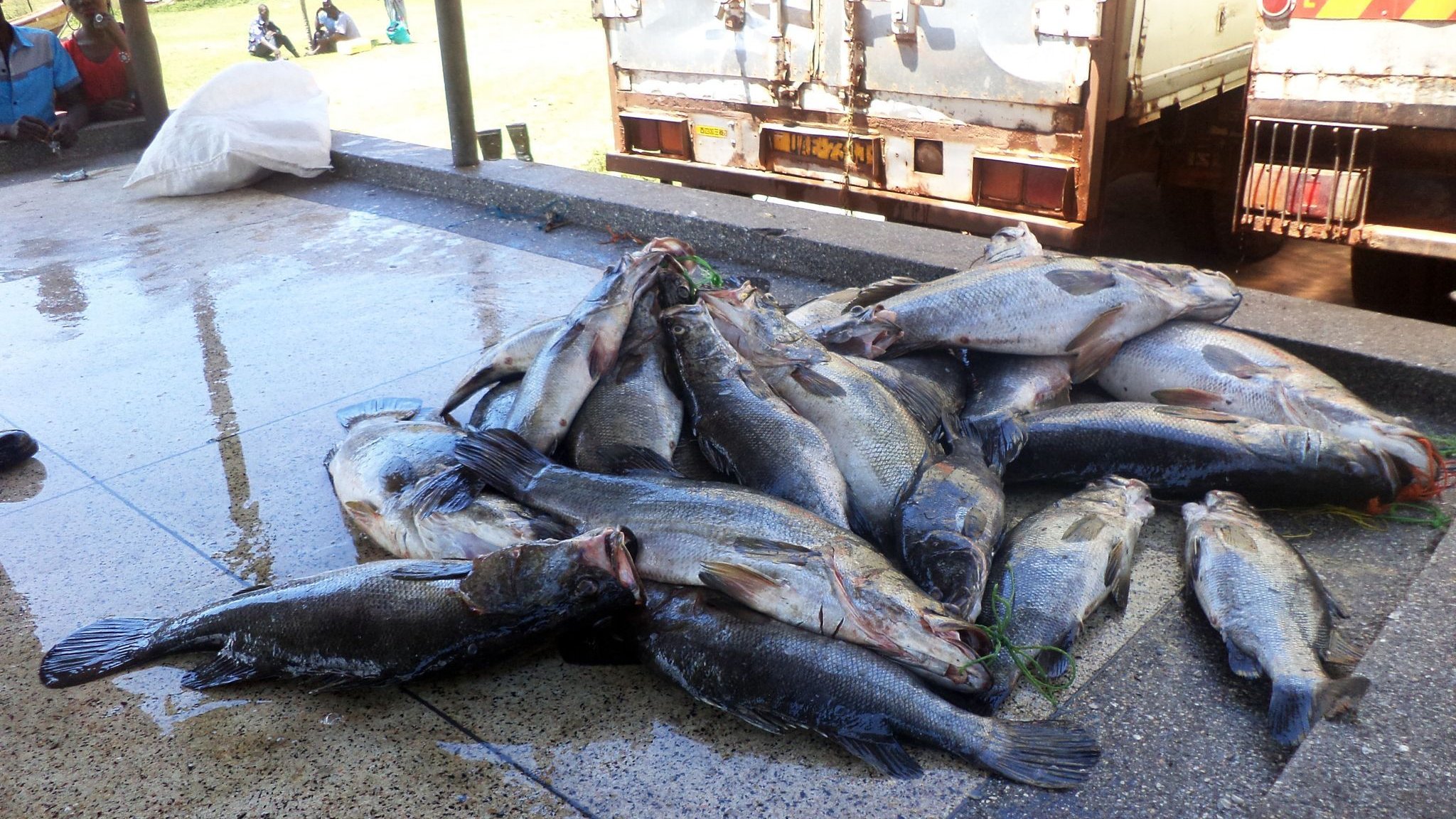 Erste globale Bestandsaufnahme: Invasive große Tiere in Seen: Jede ...