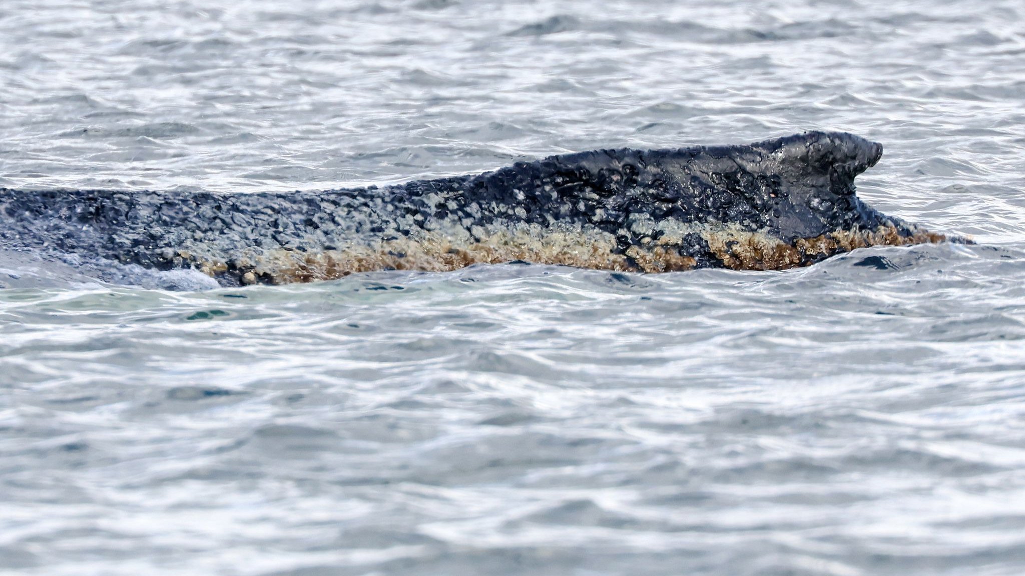 Ostseek&uuml;ste: &bdquo;Lindernde Umst&auml;nde&ldquo;: Einsatzkr&auml;fte benetzen Wal mit Wasser