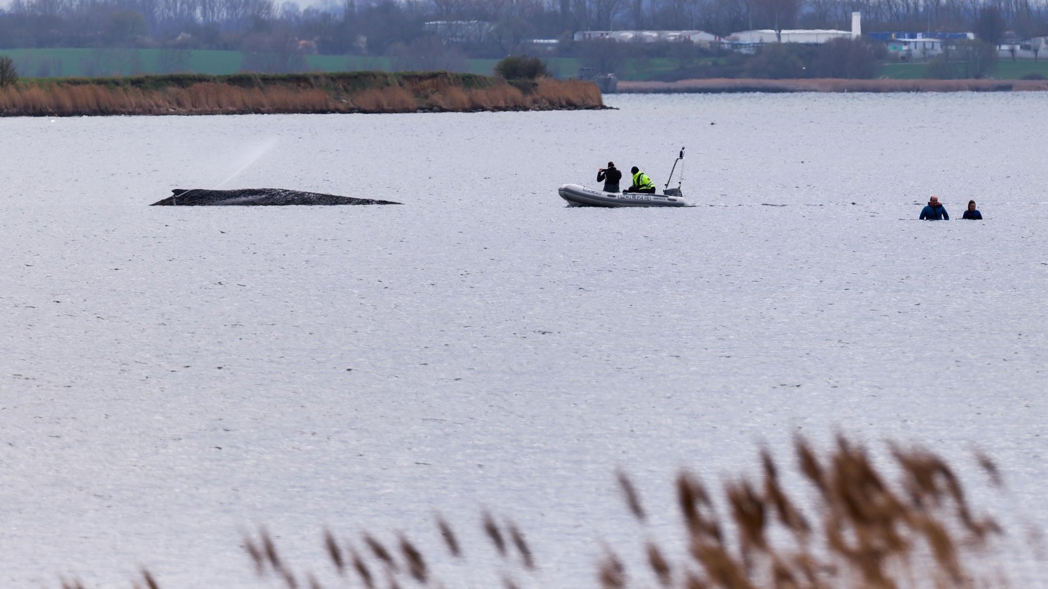Gestrandeter Wal: Morddrohungen gegen Hilfskr&auml;fte nach Wal-Einsatz