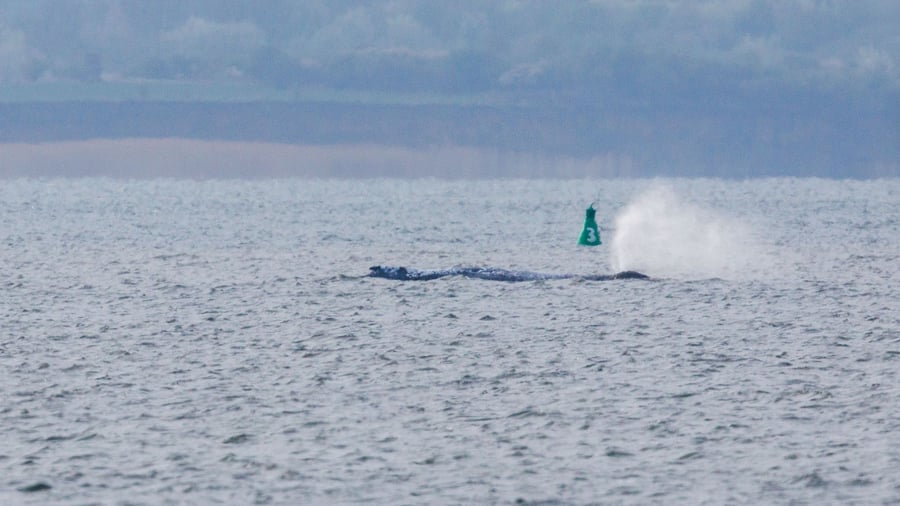 Drama um gestrandeten Wal: Backhaus: Wal ist wieder in Bewegung