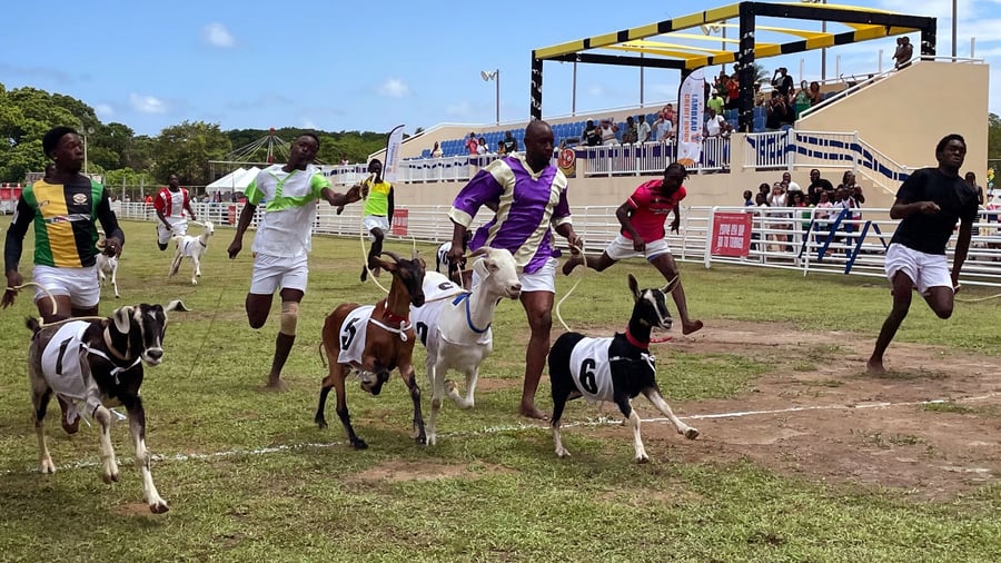 Karibik: Ziegenrennen statt Eiersuche - Ostern auf Tobago