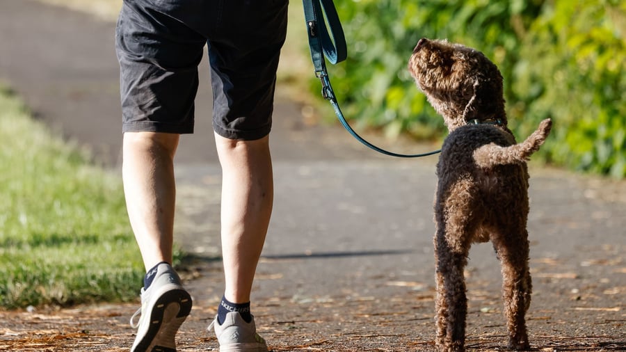 Statistik - Einnahmen aus Hundesteuer stagnieren auf Rekordniveau