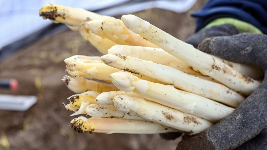 Lebensmittel: Letzte Chance: So viel kostet Spargel zum Sais