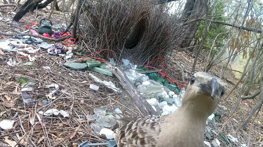 Entdeckung in Australien: Mit Handschellen auf Brautschau: Stadtvögel balzen mit Müll