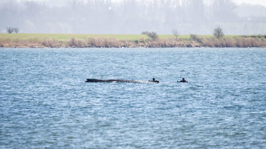 Ostseeküste: So geht es dem kranken Buckelwal