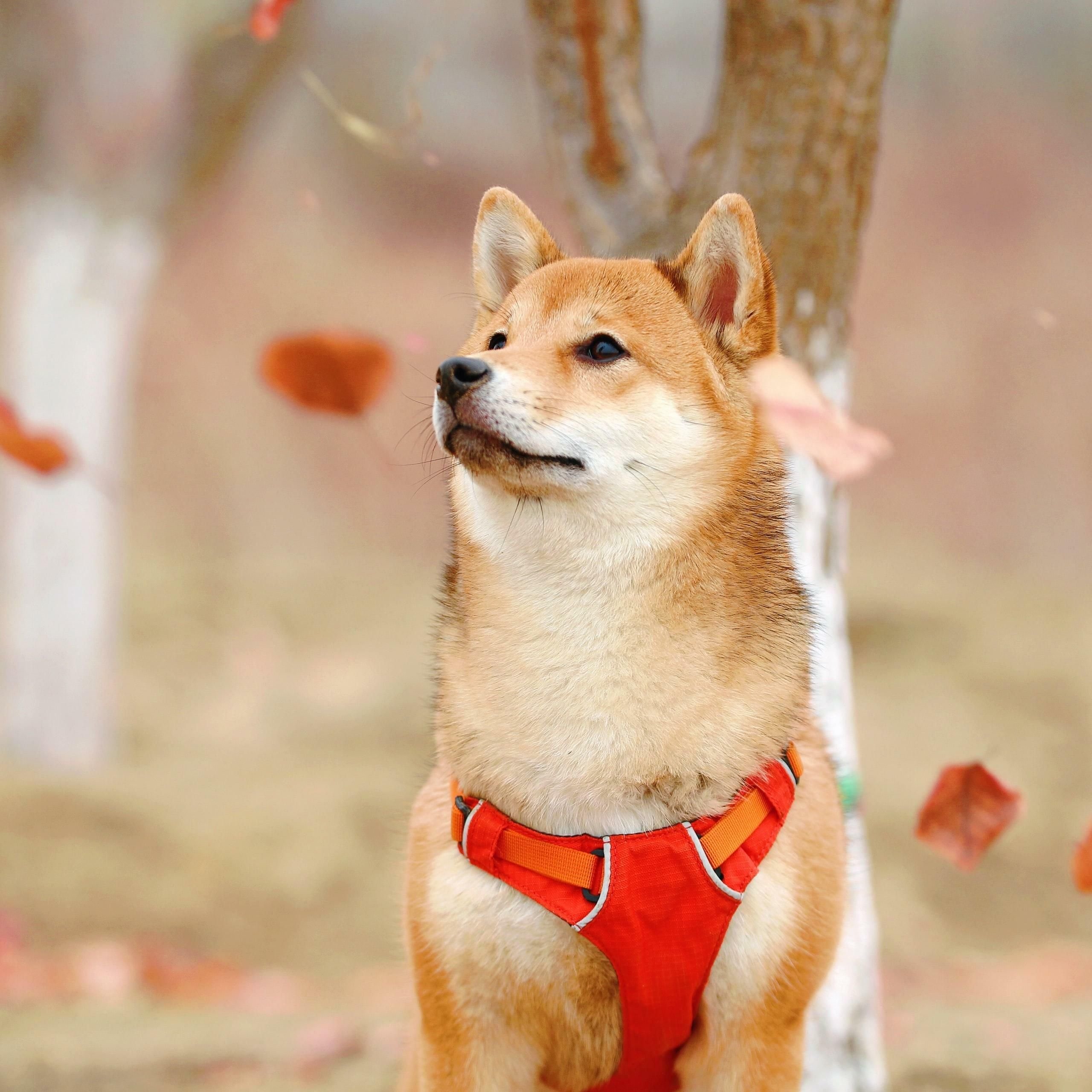 Shiba Inu: Kraken könnte die Rally des Coins weiter treiben