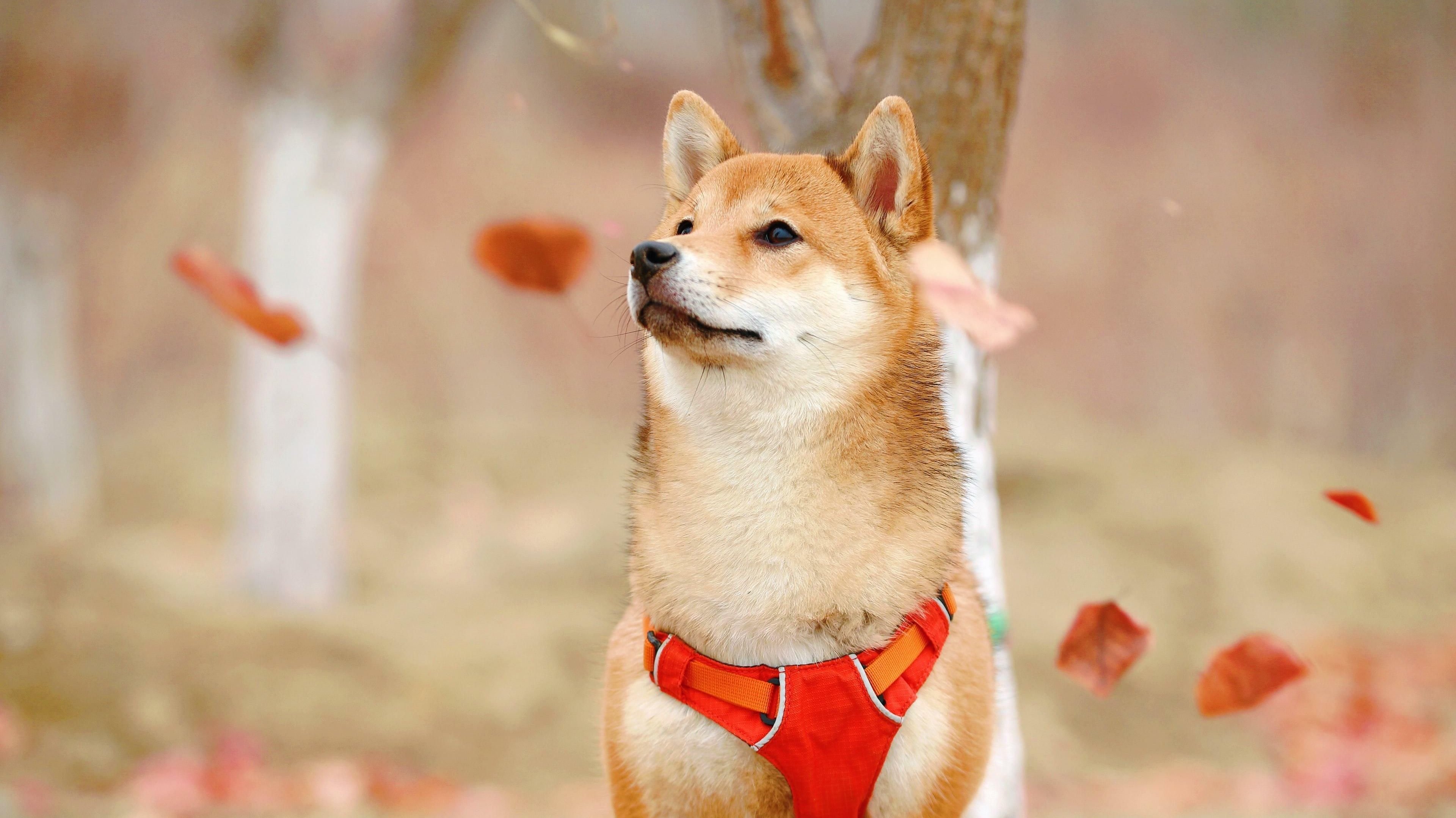 Shiba Inu: Kraken könnte die Rally des Coins weiter treiben