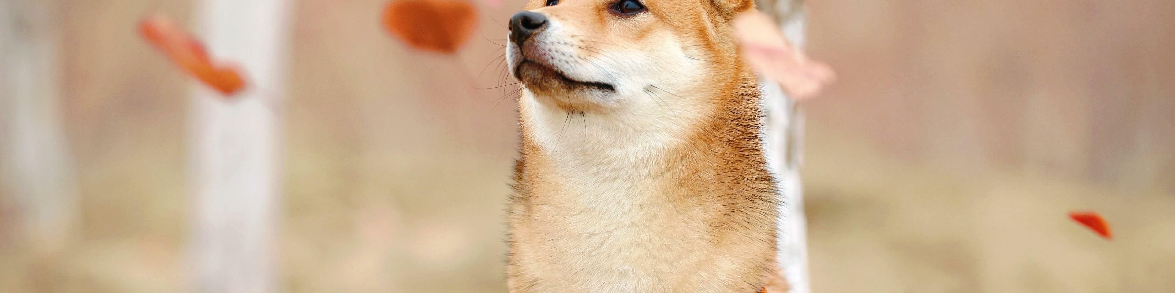 Shiba Inu: Kraken könnte die Rally des Coins weiter treiben