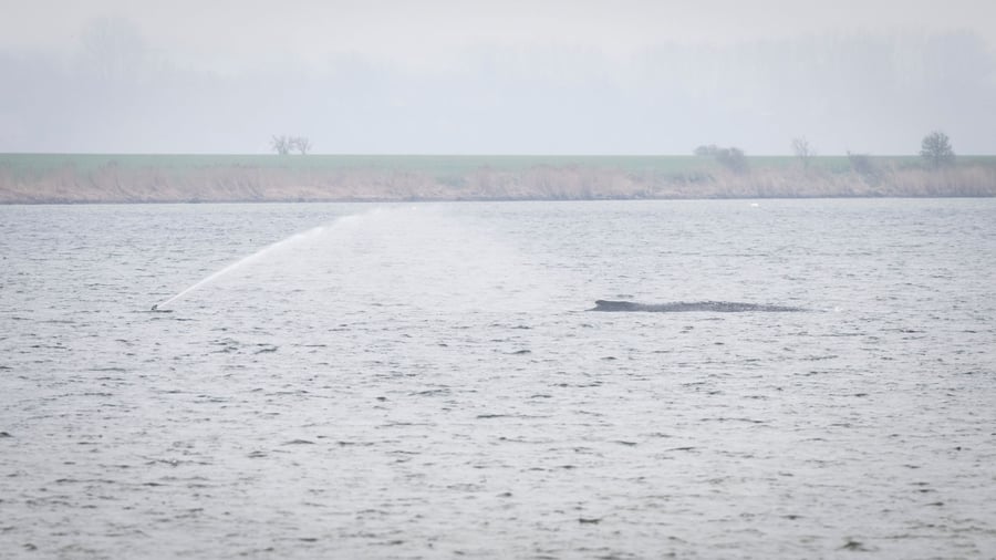 Tiere: Neue Wal-Rettungspläne – was wir wissen und was nicht
