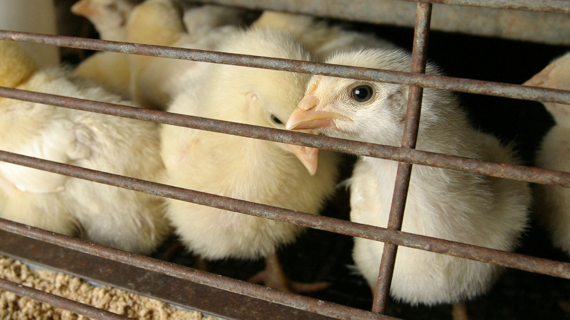 Mehr Infektionen: Vogelgrippe in USA besorgt Experten