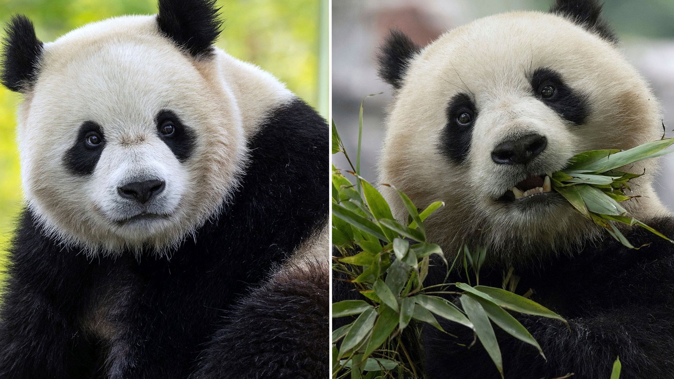 China: Zoo von Washington bekommt neue Pandas aus Peking