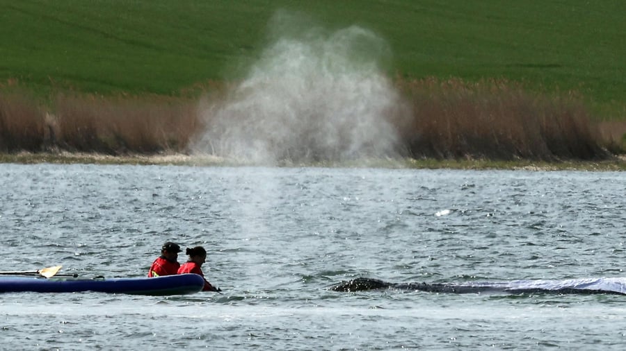 Gestrandeter Wal: Buckelwal vor Poel: Start für Rettungsaktion geplant