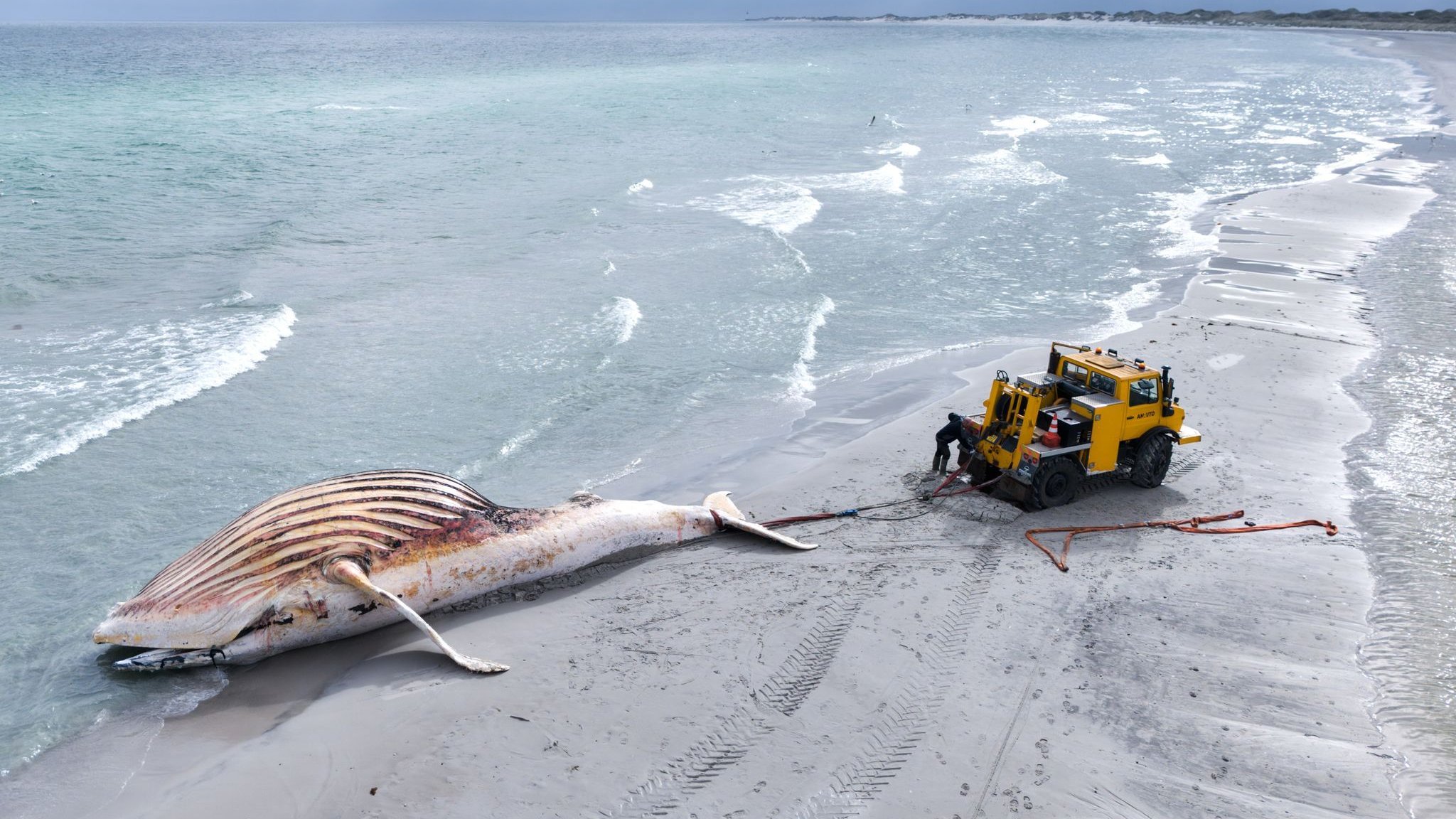 Data From Humpback Whale Timmy’s Transmitter Fully Analyzed