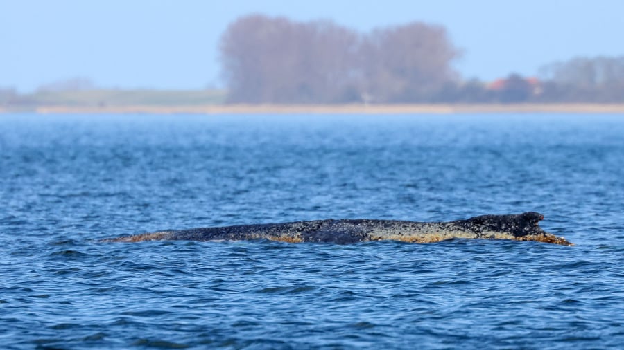 Wal an der Ostseeküste: Buckelwal liegt noch immer vor Wismar im Wasser