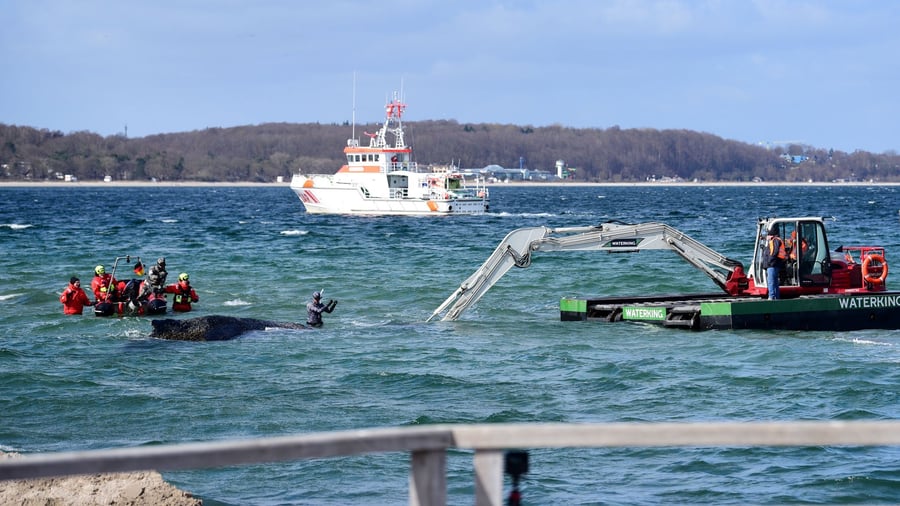 Gestrandeter Wal: Rettungsaktion für gestrandeten Buckelwal erneut abgebrochen