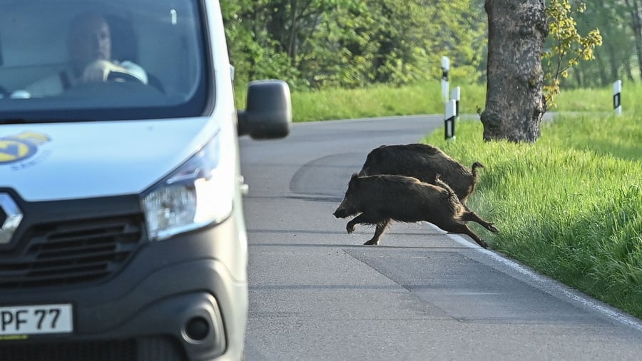 Gefährliche Zusammenstöße: Warum turtelnde Wildtiere im Herbst für mehr Unfälle sorgen