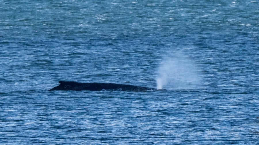 Tiere: Buckelwal liegt weiter vor der Ostseeküste