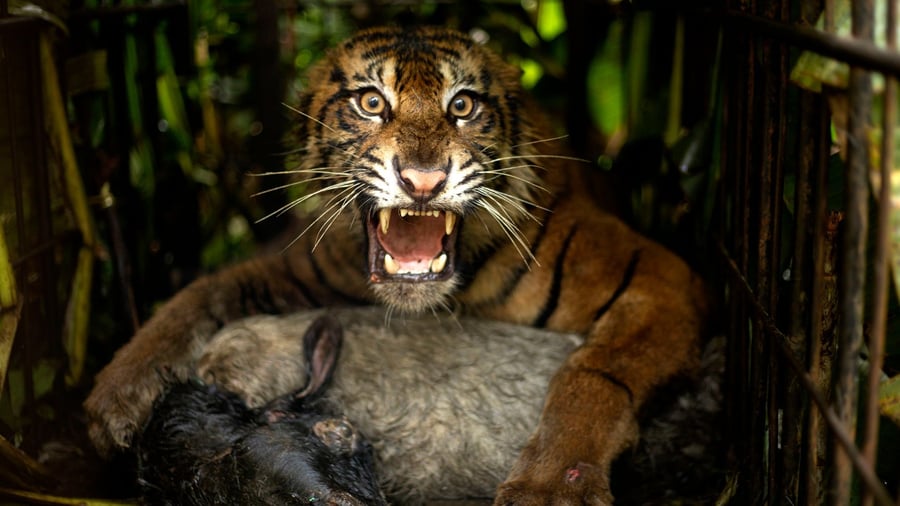 Raubkatze wird umgesiedelt: In der Falle: Tigerin sorgt auf Sumatra für Aufregung