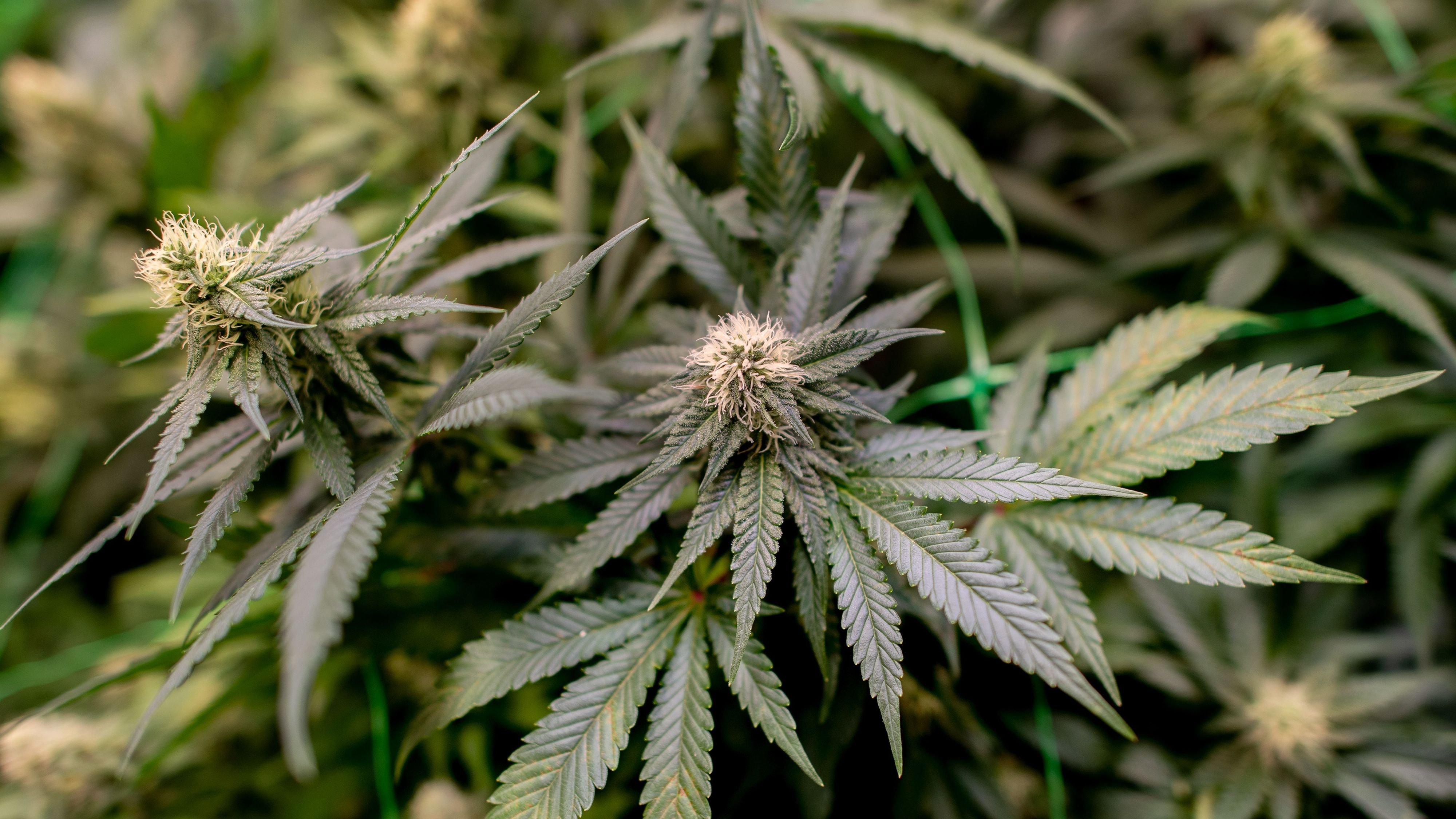 Cannabis: Kanadischer Konzern kauft deutsche Sanity Group