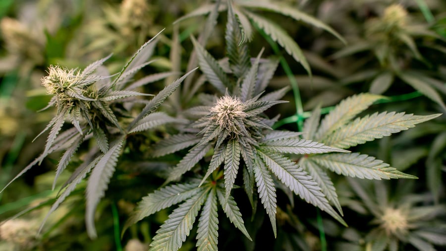 Cannabis: Kanadischer Cannabis-Konzern kauft deutsche Sanity Group