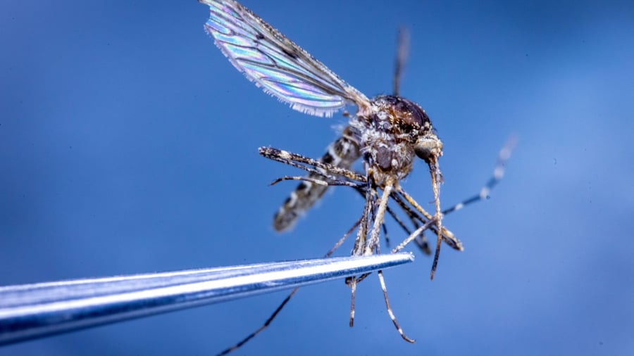 Wissenschaft: Stechmücken in Island entdeckt - große Folgen fürs Ökosystem