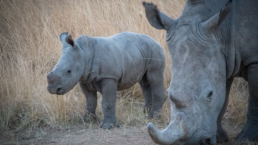 Rendite mit Naturschutz: Dieser Fonds will Wildtier- und Naturschutz profitabel machen