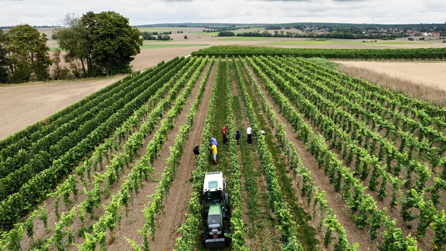 Rot, Weiß oder Rosé?: Deutsche Winzer erzeugen etwas weniger Wein