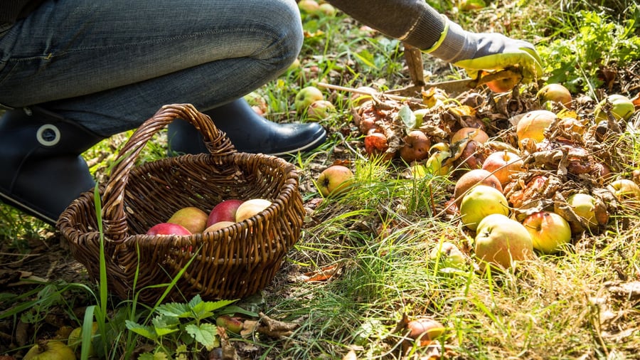 Überhängende Bäume : Ernten tabu? Wann Sie bei Nachbars Früchten zugreifen dürfen