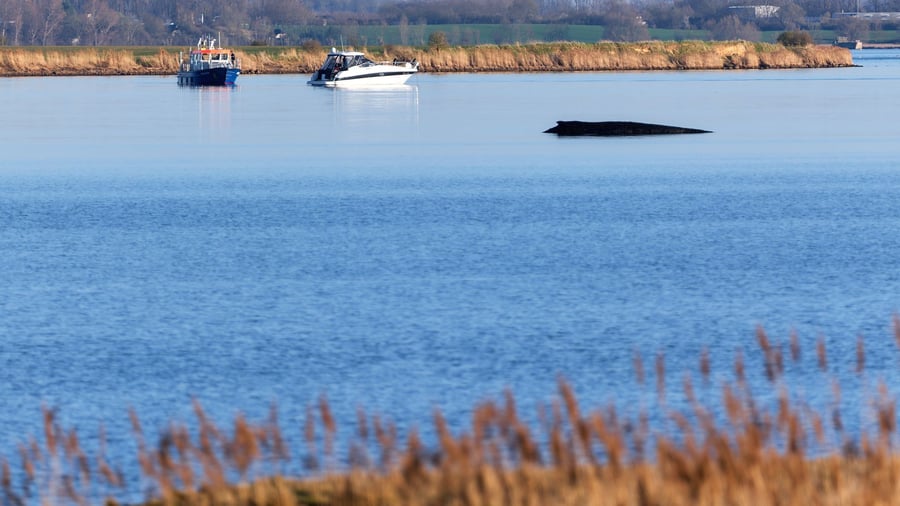 Buckelwal vor Wismar: Wie verläuft der Sterbeprozess bei einem Wal?