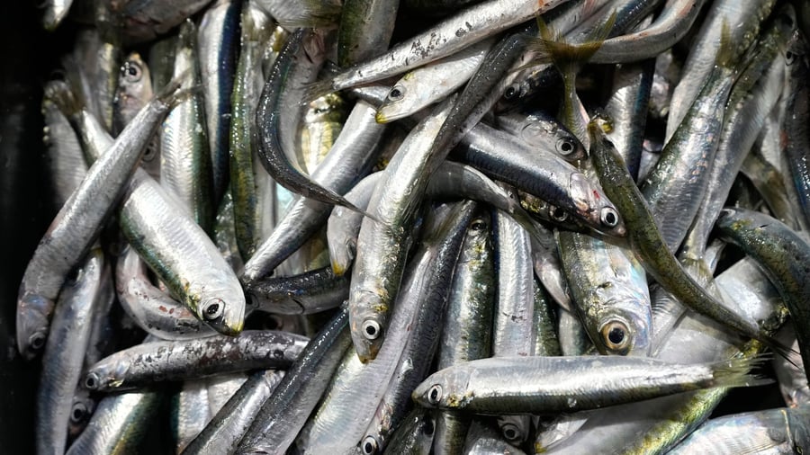Einzelhandel: Sardinen in Lebensmittelgeschäften teilweise knapp