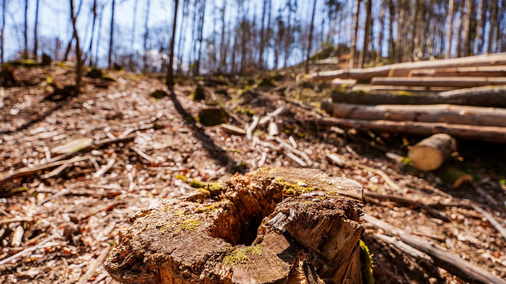 Umweltschutz: EU-Einigung auf schwächeres Waldschutzgesetz