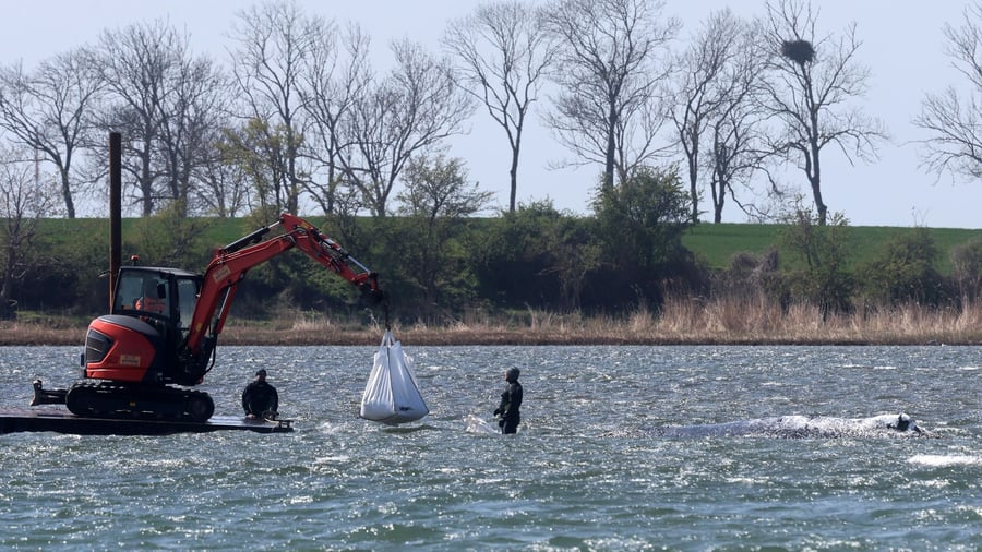 Gestrandeter Wal vor Poel: Warten auf Transportkahn - oder schwimmt der Wal selbst los?