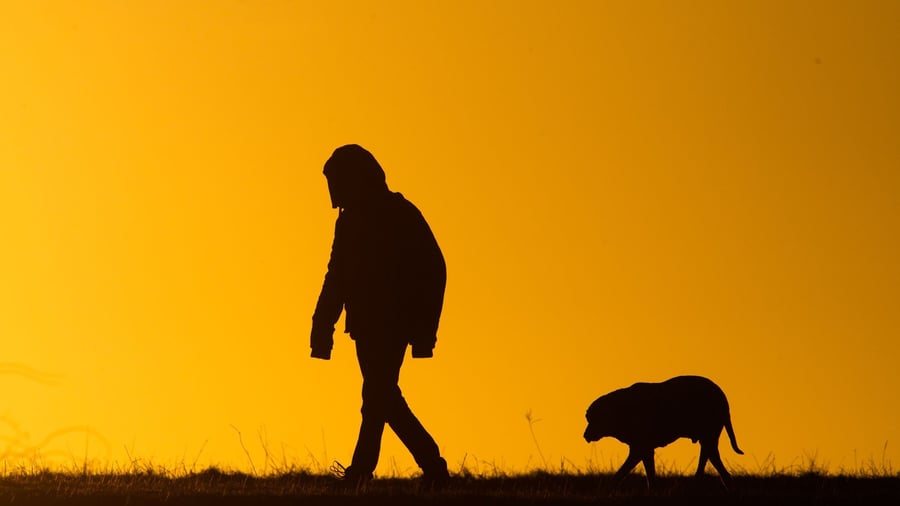 Studie: Hundebesitzer erkennen Schmerzen bei ihren Tieren oft nicht