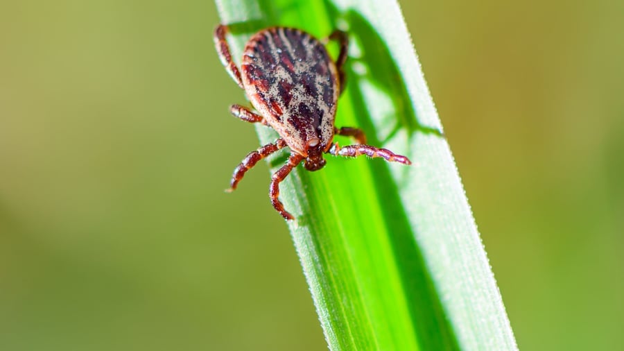 Zeckensaison: Zeckensaison in Deutschland geht los