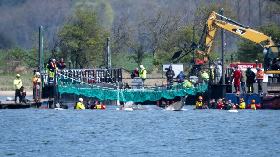 Stationen des Ostsee-Wals: Die teils überraschende Chronologie des Ostsee-Buckelwals