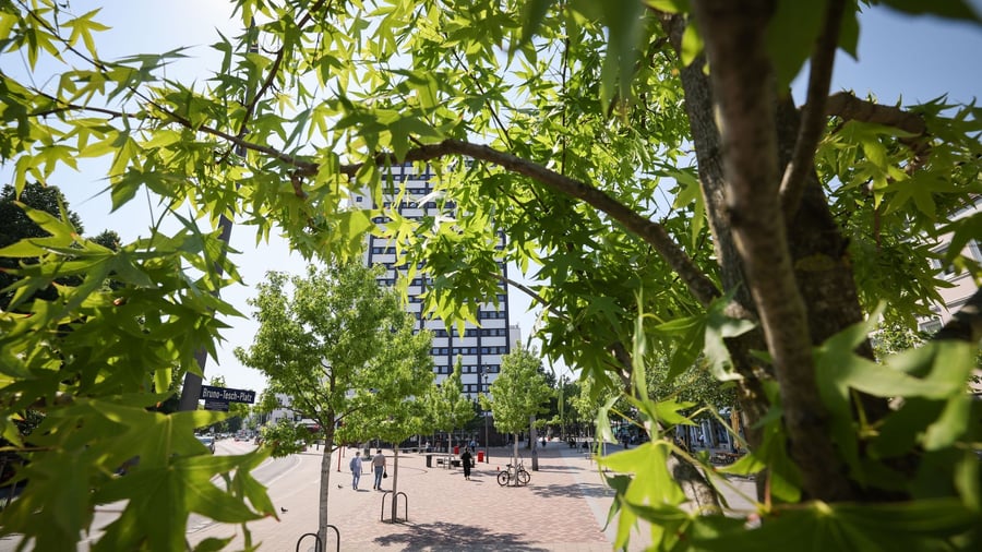 Zum „Tag des Baumes“: Was Bäume fürs Klima und den Artenschutz tun