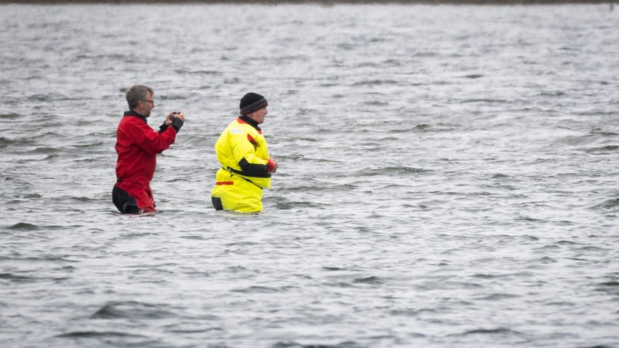 Ständig Menschen direkt am Wal: Ruhig wirkender Wal im Trubel - Was fühlt er wirklich?