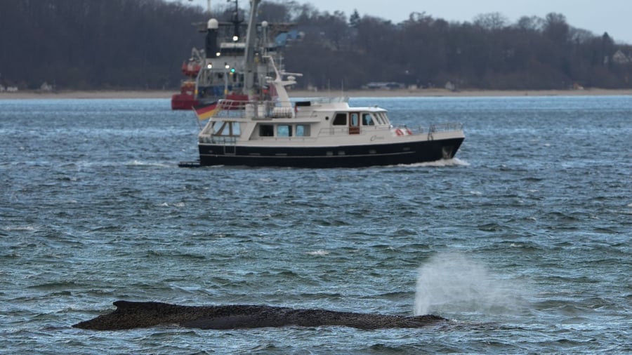 Gestrandeter Buckelwal: Großer Bagger für Walrettung erwartet