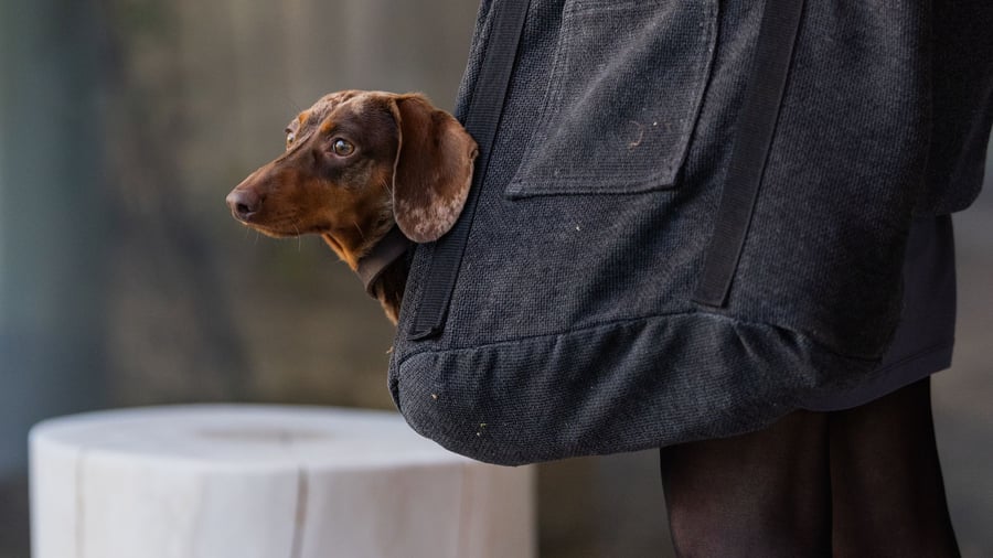 Dog tax fills German coffers