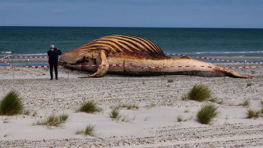 Kadaver vor dänischer Insel: Toter Buckelwal am Strand: Bald beginnt die Spurensuche
