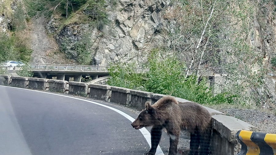 Nach Angriff in Polen: Bären: Wo es sie gibt und was bei einer Begegnung zu tun ist