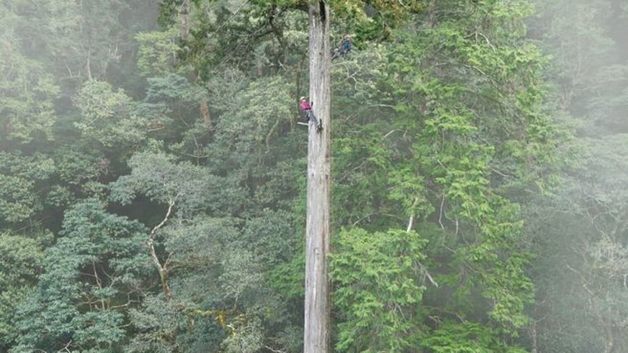 „Himmelsschwert“: 84 Meter: Höchster bekannter Baum Ostasiens steht in Taiwan