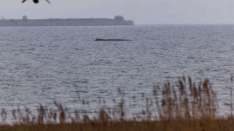 Ostseeküste: Gestrandeter Wal atmet schwächer