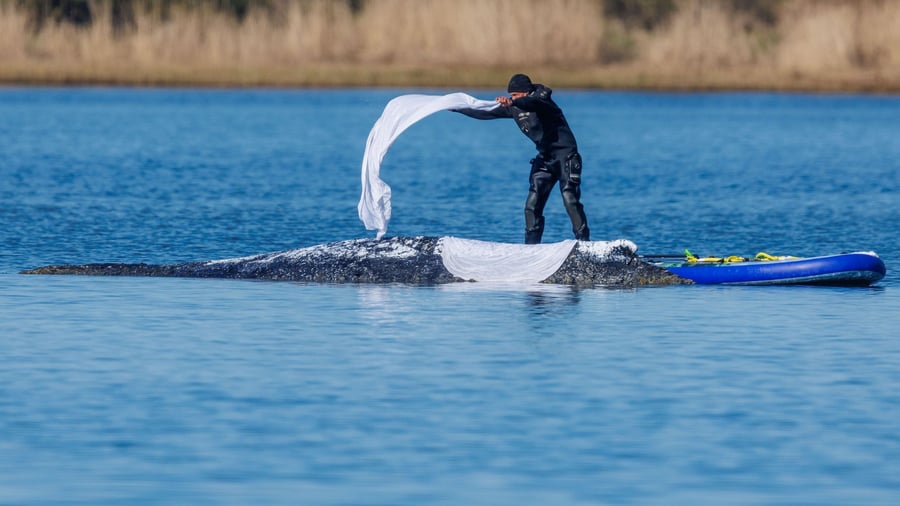 Gestrandeter Wal: Backhaus: Netz im Wal-Maul nicht aus Mecklenburg-Vorpommern