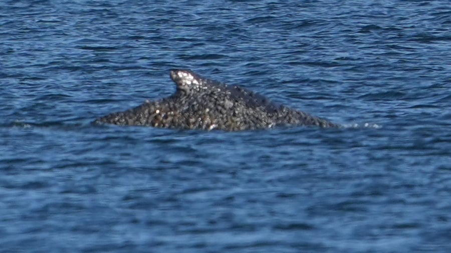 Walrettung: Befreiter Wal schwimmt in Ostseebucht - mit Helfer-Eskorte