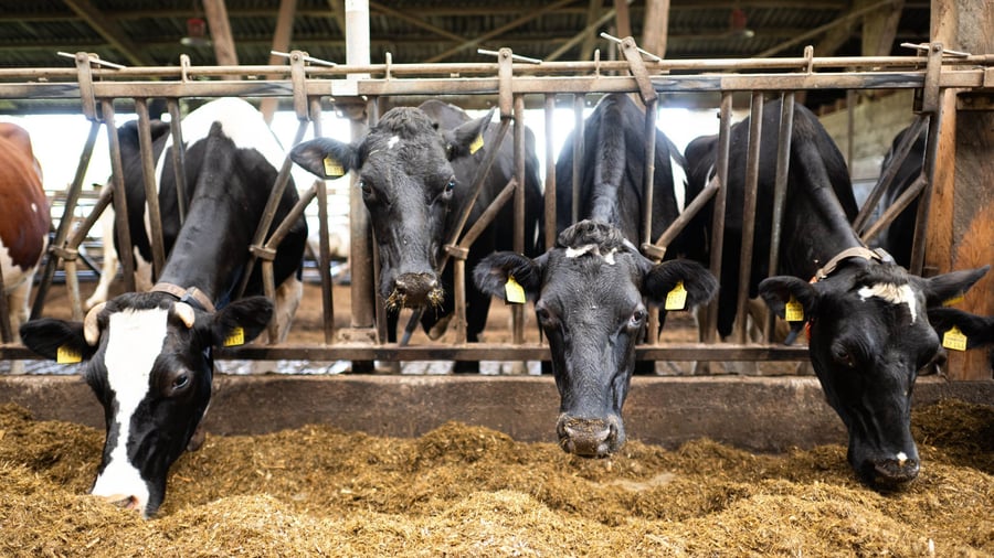 EU agricultural funding: EU agreement: Less bureaucracy and checks for farmers