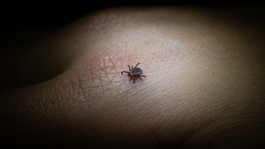 Blutsauger: 6 Tipps: So schützt man sich vor Zecken, Borreliose und FSME