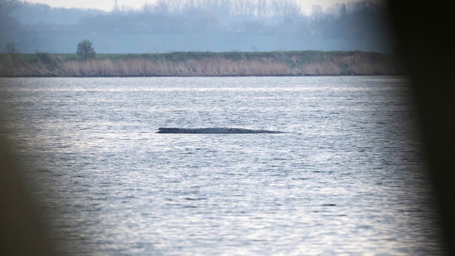 Stationen des Ostsee-Wals: Die teils überraschende Chronologie des Ostsee-Buckelwals
