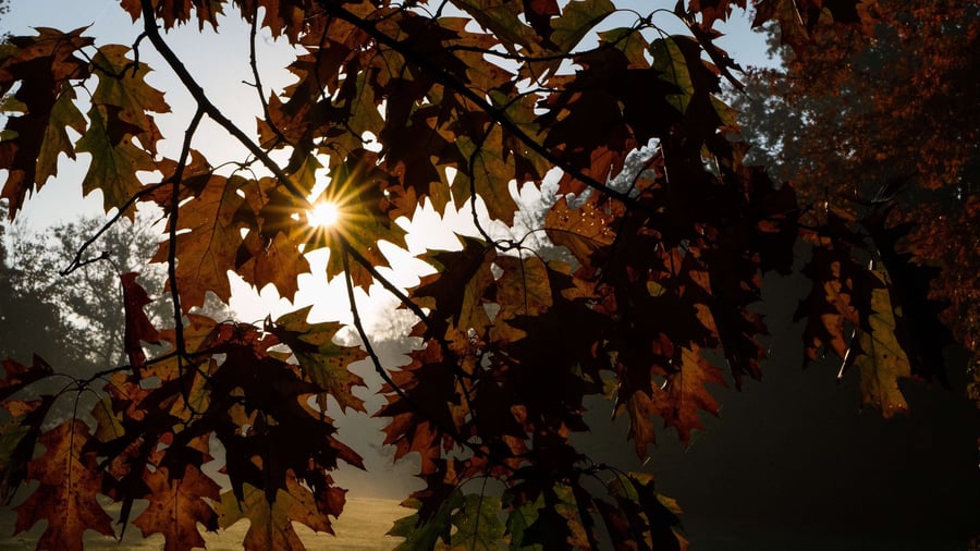 Kühlere Jahreszeit: Kürzere Tage, kältere Luft: Wie der Herbst im Körper wirkt